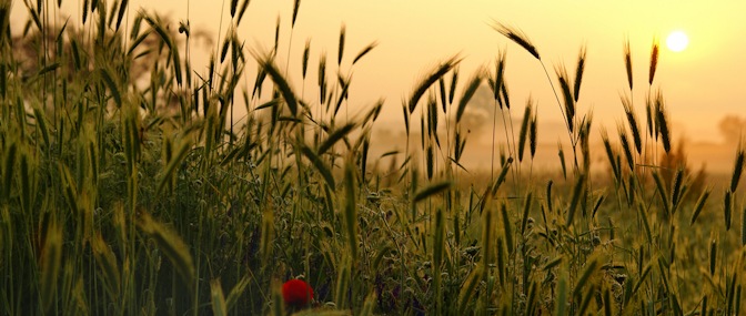 Home. Cornfield Hero